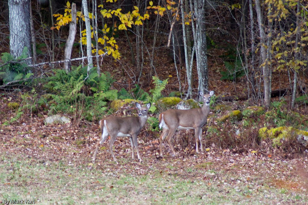 Whitetail Deer, Hanover, NH 2012